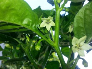 IMG_20160628_172852150