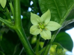 IMG_20160628_172913013