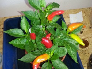 Mini Chili Scharf