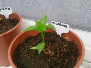 De Cayenne