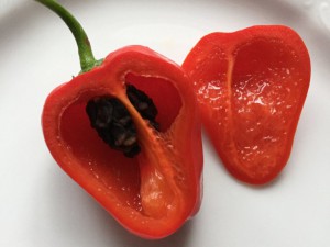 Red Pepper from Hell Innenleben