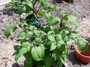 Chili2016-0607 016
