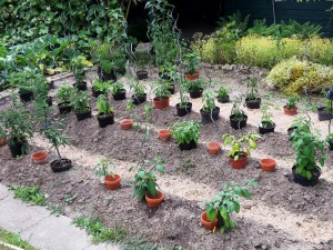 Chili2016-0607 018