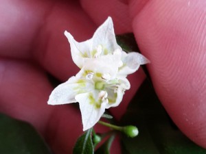 flexuosum Doppelblüte