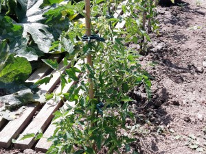 Golden Currant-Hecke