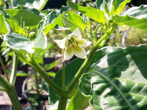 C. baccatum pendulum Libanon