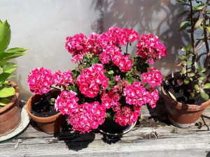 Gabi-Blümchen