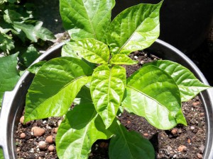 7pot Bubblegum