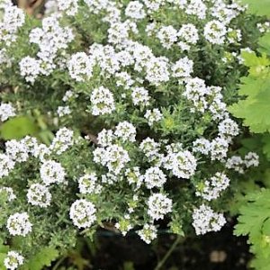 Thymian