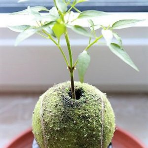 Jasmin