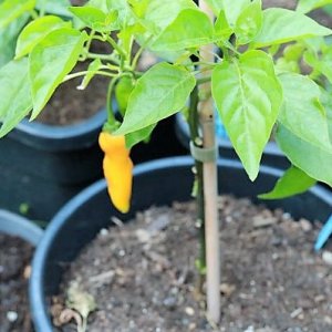 Carrot Drop F3 orange