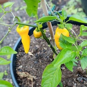 Carrot Drop F3 orange