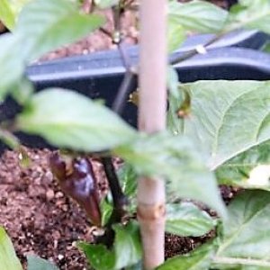 Limon x PDN F4