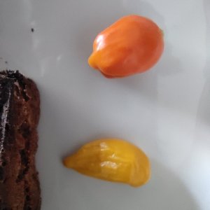 IMG_20220606_175650.jpg Sugar Bird F5 und Aji Pineapple