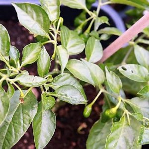 Limon x PDN F4