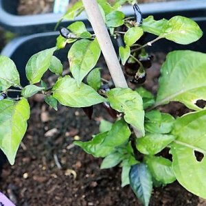 Limon x PDN F4