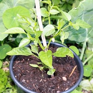Jalapeno Brown