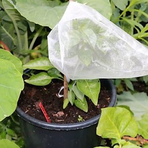 Jalapeno Brown