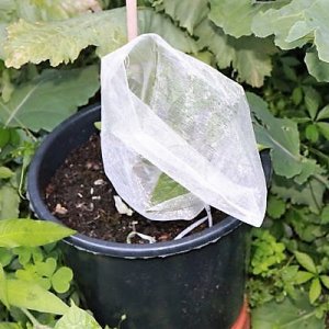 Jalapeno Brown