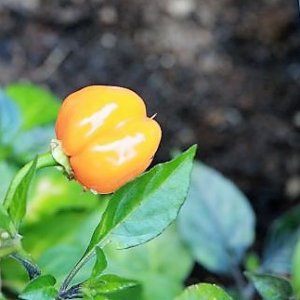 Pimenta Preta orange