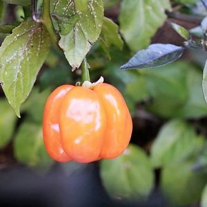 Pimenta Preta orange