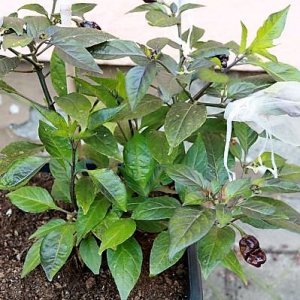 Monster xFlausch Fire F6 dunkel