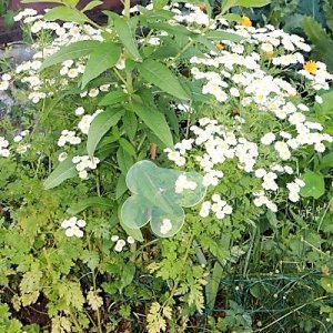 IMG_3711_cleaned.JPG