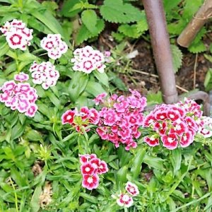 IMG_3716_cleaned.JPG