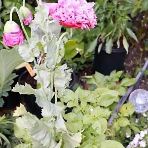 IMG_3718_cleaned.JPG
