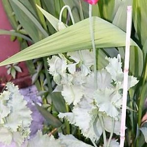 IMG_3719_cleaned.JPG