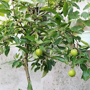 Braeburn