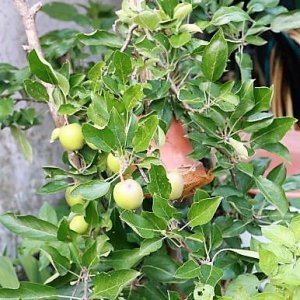 Braeburn