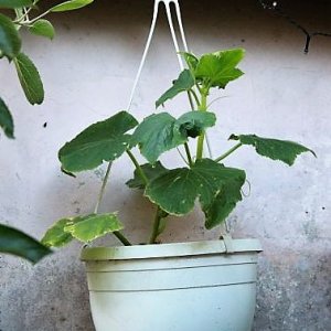 IMG_3764_cleaned.JPG