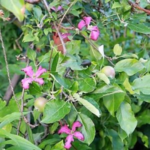 IMG_3765_cleaned.JPG