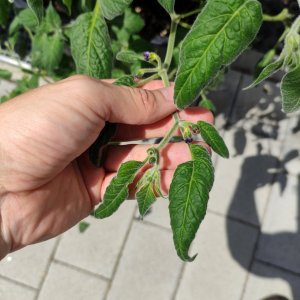 Doppelfrucht_IMG_20220619_121250.jpg