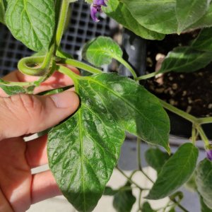 Doppelfrucht_IMG_20220619_121231.jpg