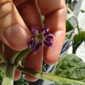 Doppelfrucht_IMG_20220619_121213.jpg