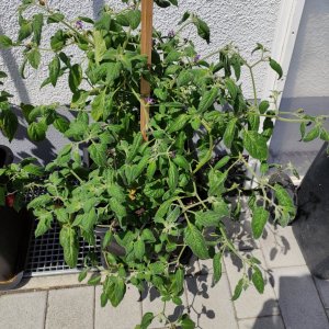 Doppelfrucht_IMG_20220619_121147.jpg