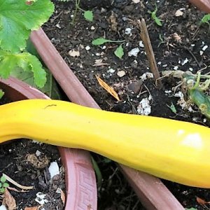 Zucchini gelb
