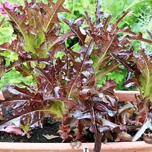 Eichblattsalat