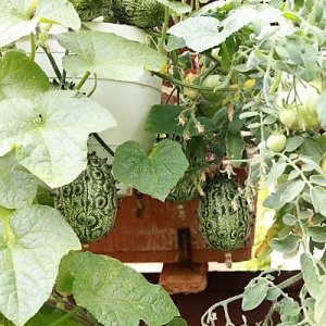 Kiwano Honiggurke