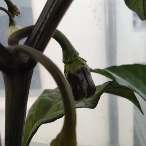 Pimenta Lisa X Fatalii F3 P2 pink_P4_IMG_20220822_191017_1.jpg
