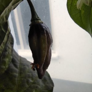 Pimenta Lisa X Fatalii F3 P2 pink_P1_IMG_20220822_191003_1.jpg