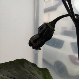 Fatalii X Pimenta Lisa F3 P2 Dunkelorange_P1_IMG_20220822_190925_1.jpg
