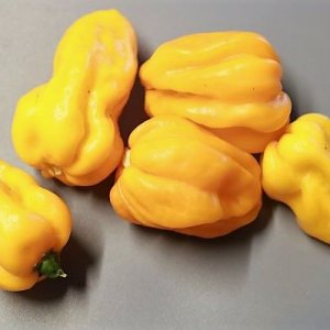 Devils Tongue Yellow