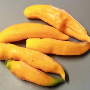 Baccatum