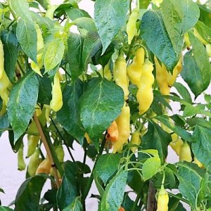 Baccatum gelb