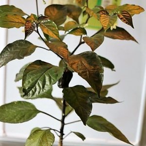 IMG_3823_cleaned.JPG