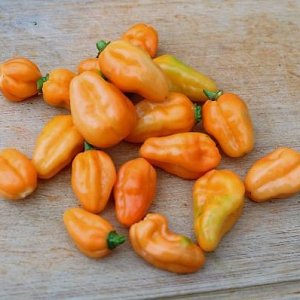Pimenta Preta orange