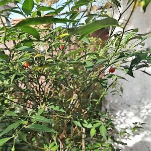 Flexuosum